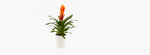 Load image into Gallery viewer, Fiery Bromeliad
