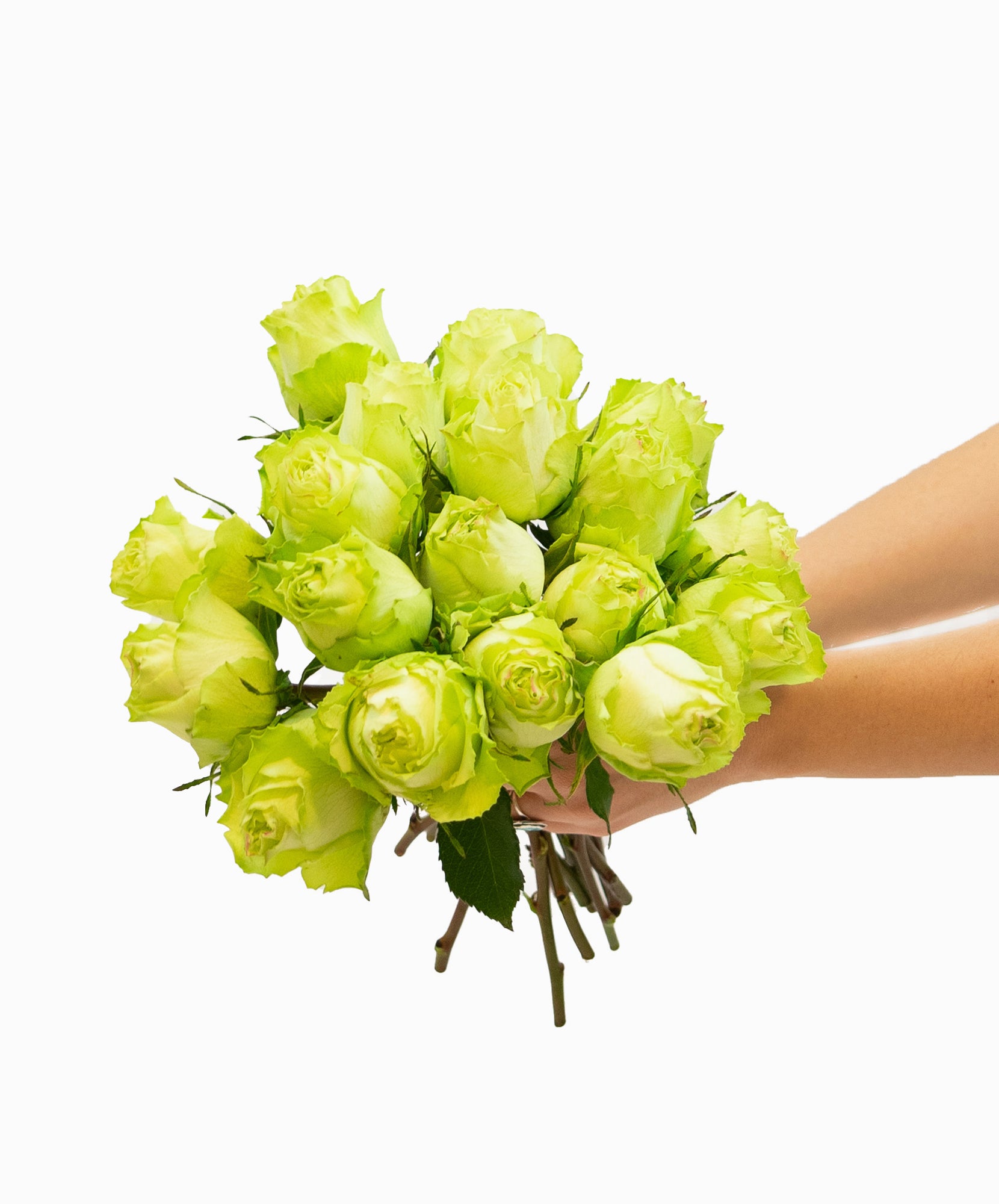 Light Green Roses