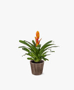 Load image into Gallery viewer, Fiery Bromeliad
