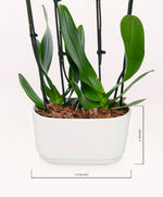 Load image into Gallery viewer, Barcelona Orchid Duo
