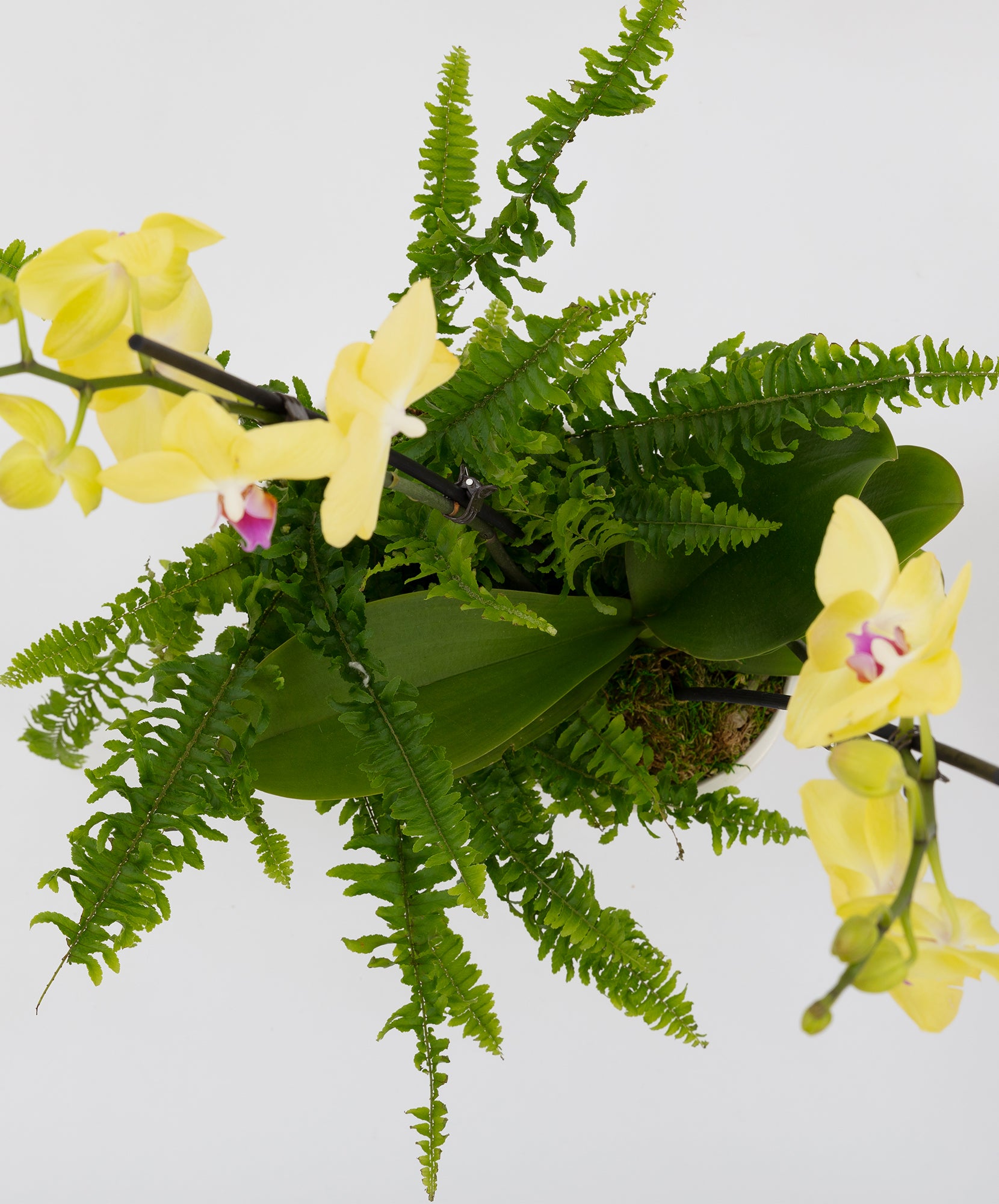 Yellow Orchid and Fluffy Ruffles Fern Garden