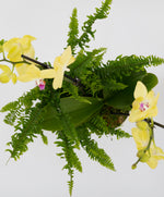 Load image into Gallery viewer, Yellow Orchid and Fluffy Ruffles Fern Garden
