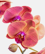 Load image into Gallery viewer, flower subscription | happy birthday flowers | flower box delivery | monthly flower subscription | fork and flowers | sympathy card messages | bulk flowers | babys breath | flower bouquets | flower delivery | types of flowers | forkandflowers.com | forkandflowers |
