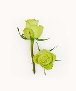 Load image into Gallery viewer, flower subscription | happy birthday flowers | flower box delivery | monthly flower subscription | fork and flowers | sympathy card messages | bulk flowers | babys breath | flower bouquets | flower delivery | types of flowers | forkandflowers.com | forkandflowers |
